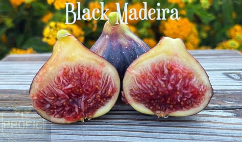 تين بلاك ماديرا