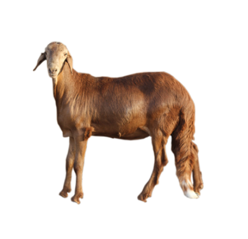 ذبيحة سواكني (19-21 كلغم)