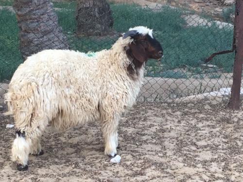 ذبيحة غنم نعيمي (16-18 كلغم)