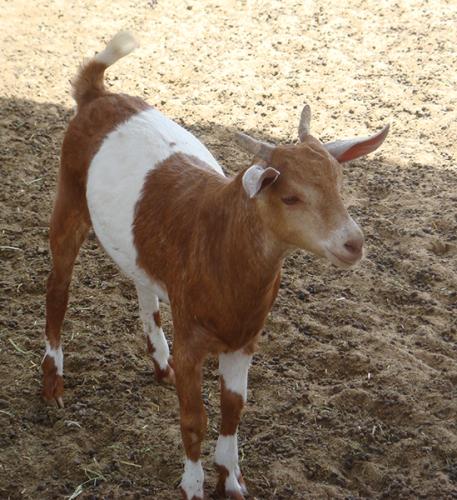 ذبيحة تيس بلدي (8-10 كلغم)