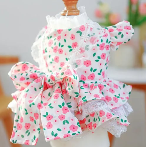 ملابس قطط للبنات