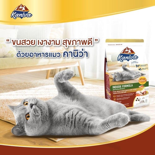 كانيفا اندور طعام جاف تركي للقطط الصغيره والكبيره1...