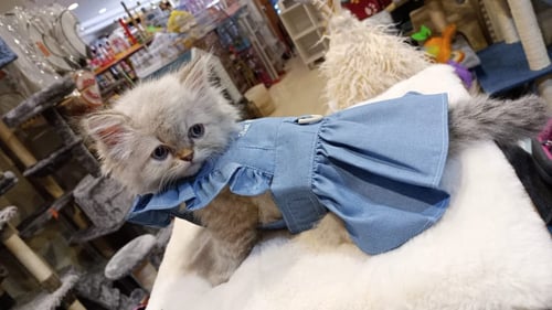 ملابس قطط وبوبي - XS -S-M