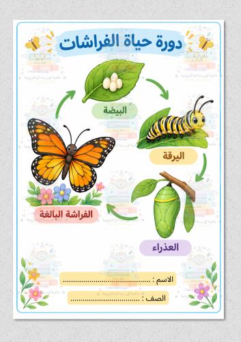دورة حياة الفراشة علوم ثاني ابتدائي