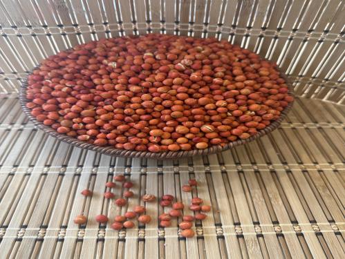 حمص جوهري احمر