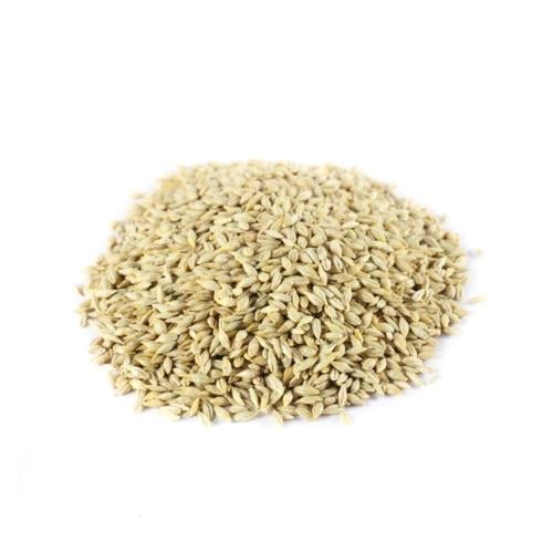 شعير بلدي ( الجوف)