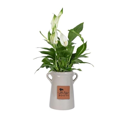 نبتة السلام في فازة خزفية