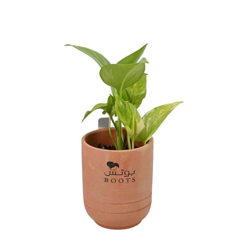 بوتس توزيعة هدية كلاسيكية