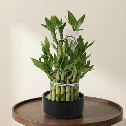 بامبو إليغانس