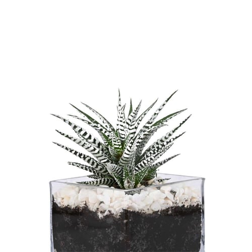 هوارثيا في مكعب زجاجي