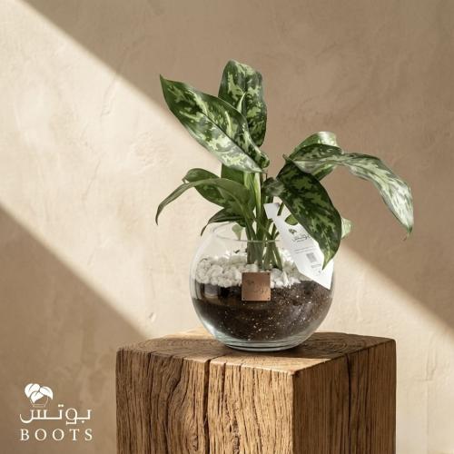 أجلونيما الفازة الزجاجية