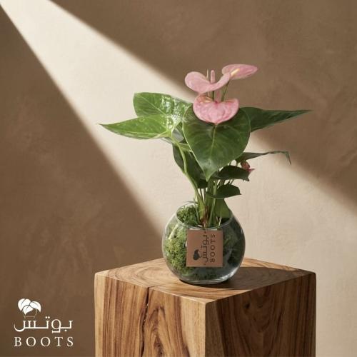 همسة ورد
