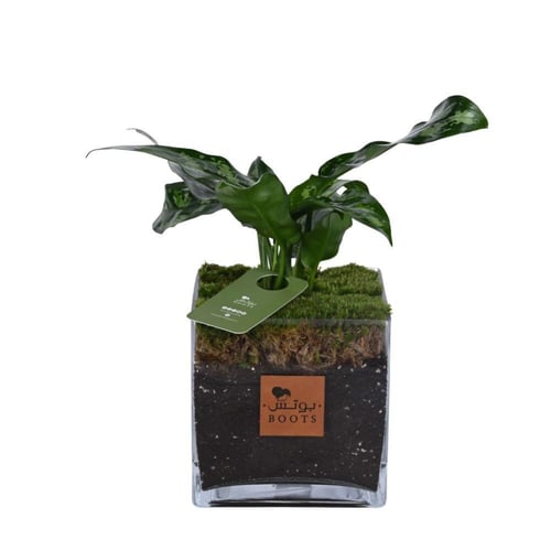 ورقة الغابة