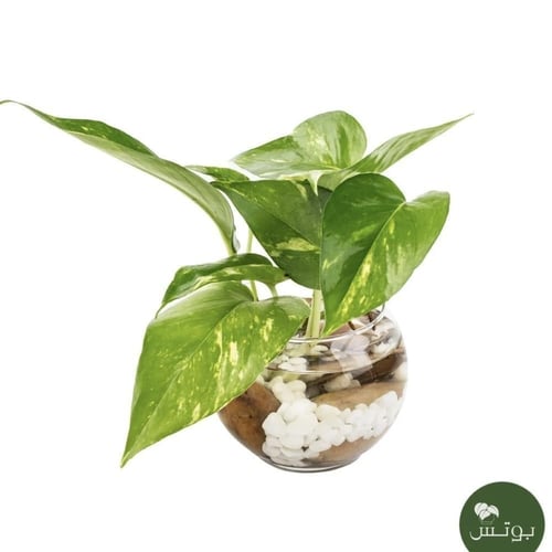 توازن الطبيعة