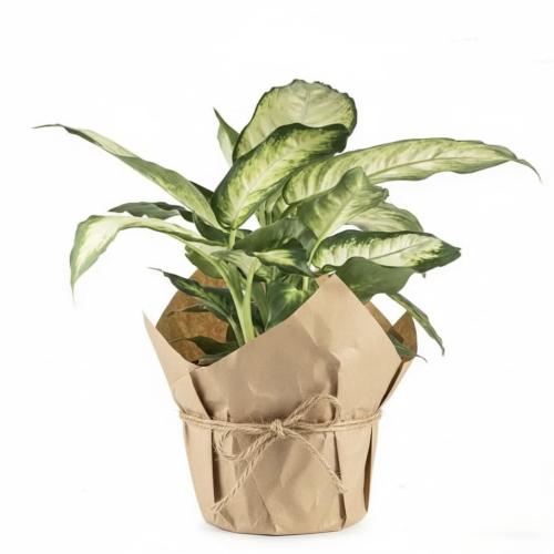 نبتة دفنباخيا كبيرة في حوض شتل مغلفة