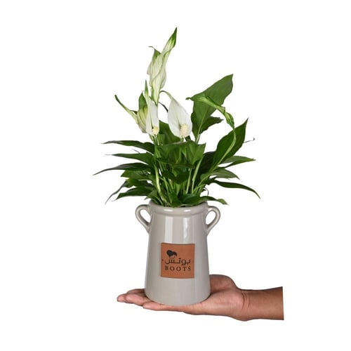 نبتة السلام في فازة خزفية