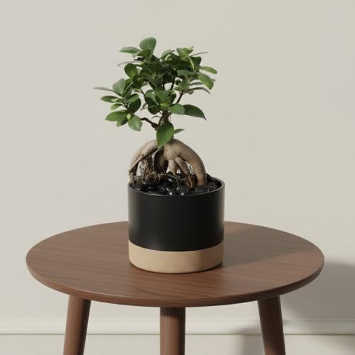 فن البونساي