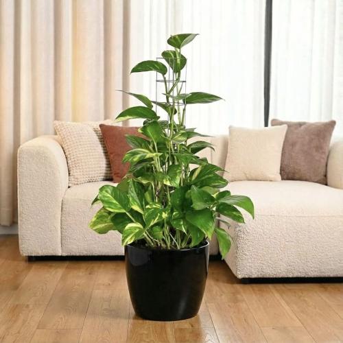 نبتة البوتس كبير في حوض ري ذاتي