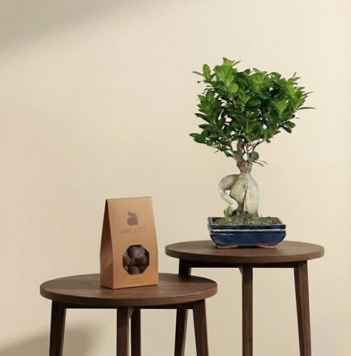 البونساي الصغيرة بسراميك مع ابوتشي
