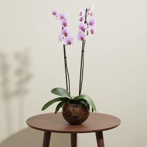 توهج الأوركيد