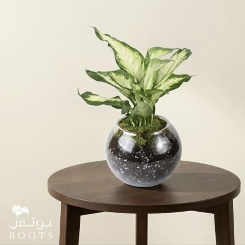 الخضراء الفاخرة