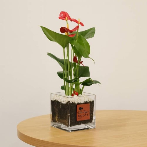 شغف الأنثوريوم