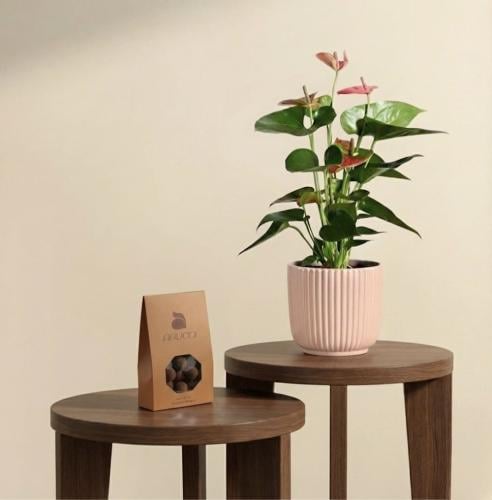 الانتوريوم الاحمر مع مركن بلاستيك البستان مع ابوتش...