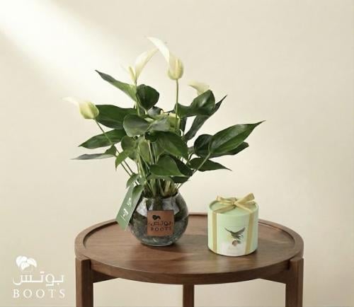 البيضاء الفاخرة