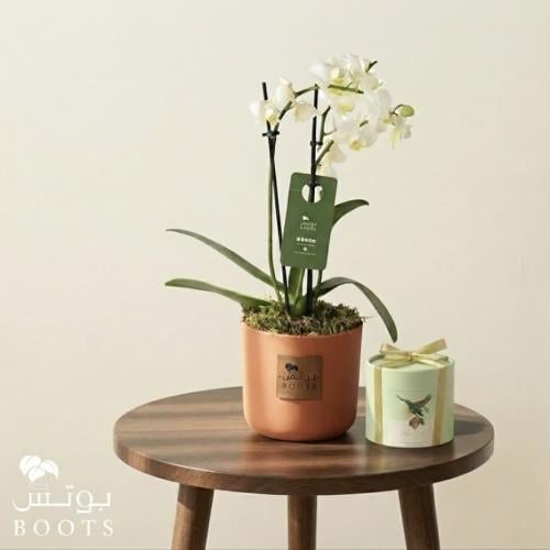 أناقة الأوركيد