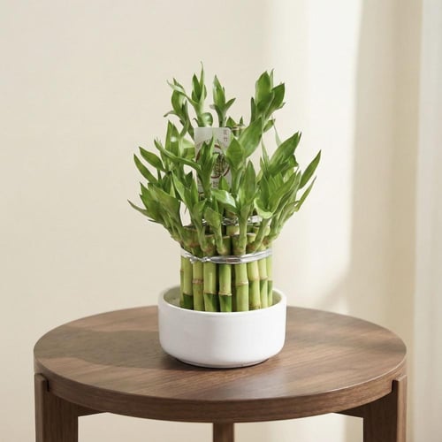 لمسة الزمرد مناسبة للمكتب