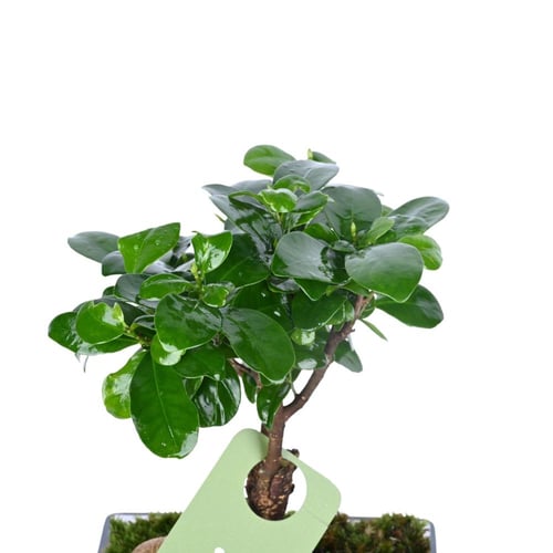 نبتة فيكس ميكروكاربا الطبيعية في فازة زجاجية