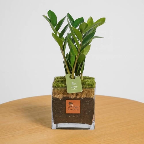 زراعة الأمل