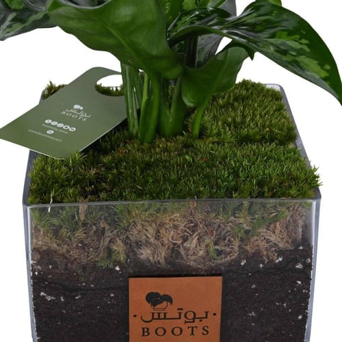 ورقة الغابة