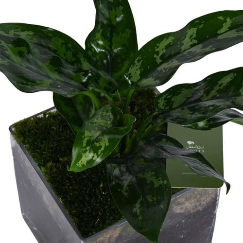 ورقة الغابة