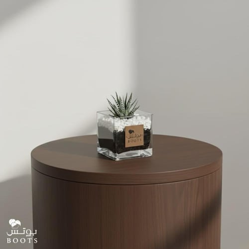 هوارثيا صغير