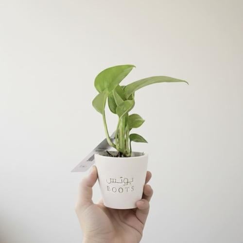 نبتة بوتس في أصيص أبيض يحمل شعار بوتس