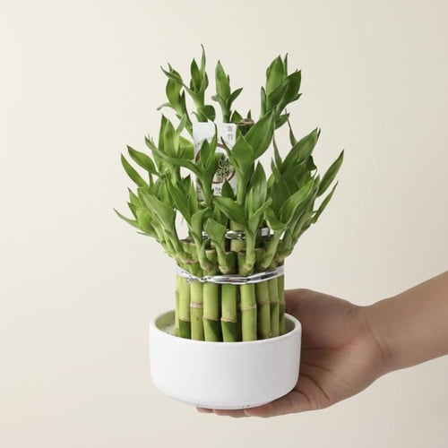 لمسة الزمرد مناسبة للمكتب