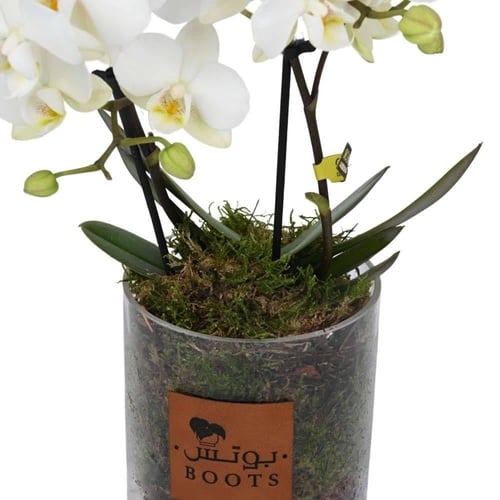 بياض الأوركيد