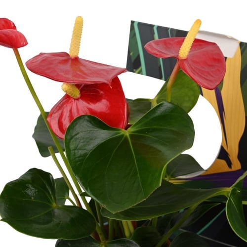 بوكس فيلت بلوم