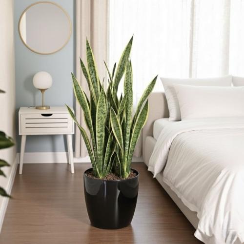 نبتة سنسفيرا كبير في حوض ري ذاتي مناسبة لغرفة النو...