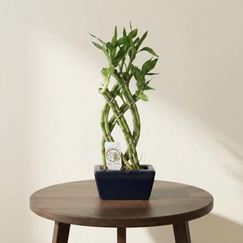 لُكشري بامبو