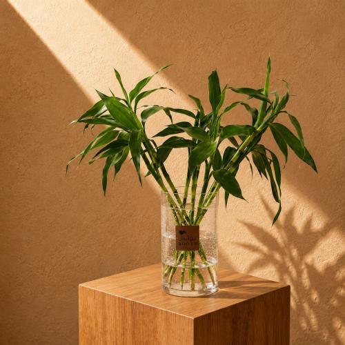 The beauty of the bamboo
