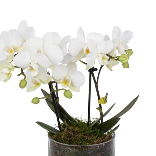 بياض الأوركيد