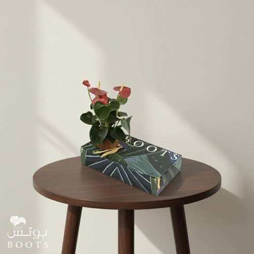 بوكس فيلت بلوم