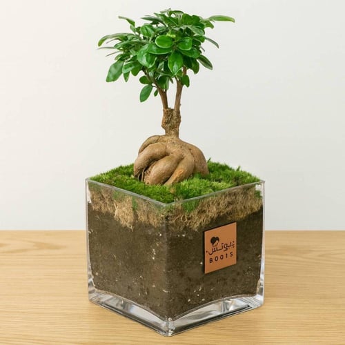 نبتة فيكس ميكروكاربا الطبيعية في فازة زجاجية