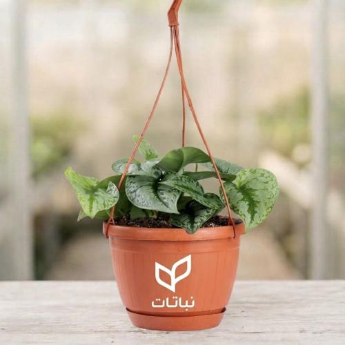 بوتس بيكتوس مركن ١٢