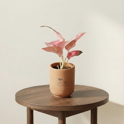 أجلونيما لوتسو