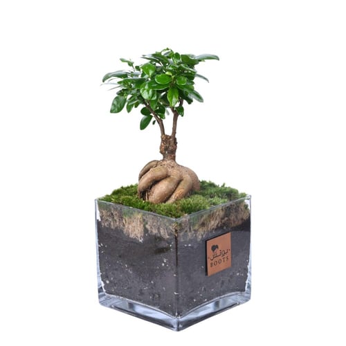 نبتة فيكس ميكروكاربا الطبيعية في فازة زجاجية