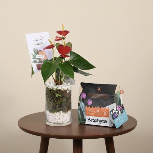 سيجنتشر كوليكشن - مبروك الوظيفة