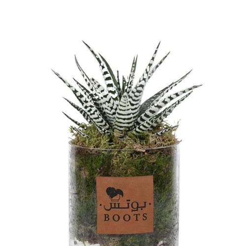 لمسة الزيبرا